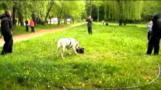 Дрессировка среднеазиатской овчарки. ЗКС.