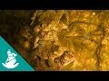 The Sixth Extinction (full documentary)