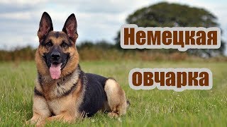 Породы собак. Немецкая овчарка