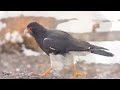 The Andes - The Most Beautiful Mountains - Mendoza, Argentina - (English - Full HD)