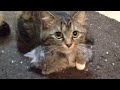 赤ちゃんを守る母猫 Mother cat guarding the baby cat