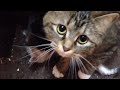 赤ちゃんを守る母猫 Mother cat guarding the baby cat