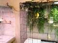 Canary Room