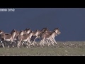 Wildside Shenanigans (BBC)