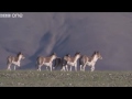 Wildside Shenanigans (BBC)