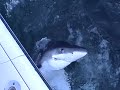 Ethan Sharking on the