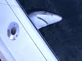 Ethan Sharking on the