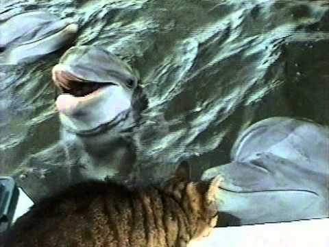 Gato y delfines jugando [Video]
