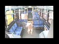 Deer crashes into bus in Johnstown - Deer Fare - 5/14/13