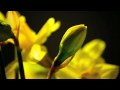 Iva's Flowers - Daffodil Time-Lapse