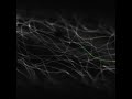 Microtubule dynamics movie clip