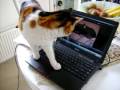 Cat watches laptop where cats are talking