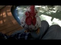 Chicken of various types on the thigh.色んな鶏を膝に乗せた。