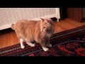 Say YES to this MESS? -- Cat Clips #247