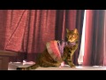 Say YES to this MESS? -- Cat Clips #247