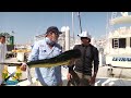 Sea Lion stealing Monster fish!!