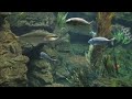 ♥♥ Relaxing 3 Hour Video of Ocean Fish