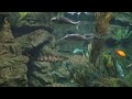 ♥♥ Relaxing 3 Hour Video of Ocean Fish