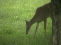 deer eating a bird