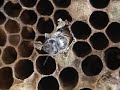 Honey Bees - Life Cycle