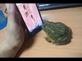 Frog plays cell phone game