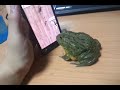Frog plays cell phone game