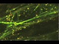 Peroxisome movement along F-actin movie clip