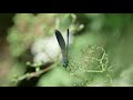 Bioblitz di primavera