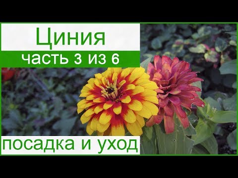 Цветок циния все о посадке и уходе Цветок циния все о посадке и уходе