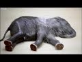 Funny! Baby Elephant Shower Play