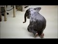 Funny! Baby Elephant Shower Play
