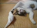 Bird wakes his best friend...a cat!