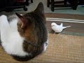 Bird wakes his best friend...a cat!
