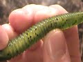 Trigger X Flutter Worm: Does It Trigger The Bite?