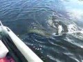 Wels angeln www.Fishingguide-Uckermark.de Wels angeln www.Fishingguide-Uckermark.de