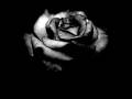 Sadistik - Black Rose