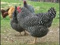 Free Range Chickens at Fred's Fine Fowl doing what they will, day by day...