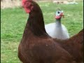 Free Range Chickens at Fred's Fine Fowl doing what they will, day by day...