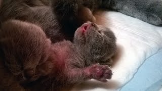 Недельный британский котенок