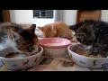 Kitten falls asleep while eating