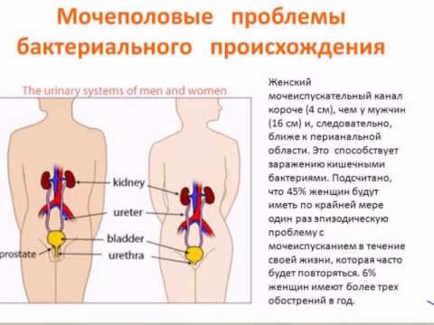 Почему после секса бывает цистит Почему после секса бывает цистит