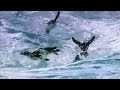 EARTH - One video you NEED to see
