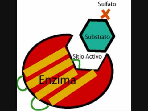 ENZIMAS VIDEO enzimas video: