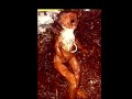 Strange Alien Creature