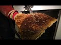 Removing and saving 50,000 bees from inside my walls
