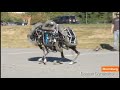 Meet WildCat: The Galloping, Bounding Robot Animal