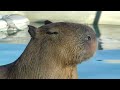 Adorable Capybara Uses His Cute Little Tongue ハンサムなカピバラの演奏ロープ