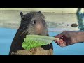 Adorable Capybara Uses His Cute Little Tongue ハンサムなカピバラの演奏ロープ