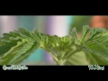 How to: F.I.M and Top your marijuana plant