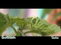 How to: F.I.M and Top your marijuana plant